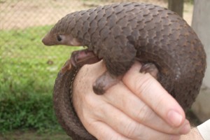 Sac à dos Pangolin : Quand le design sait se montrer également pratique !