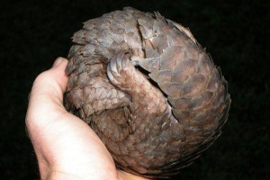 Sac à dos Pangolin : Quand le design sait se montrer également pratique !